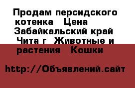 Продам персидского котенка › Цена ­ 500 - Забайкальский край, Чита г. Животные и растения » Кошки   